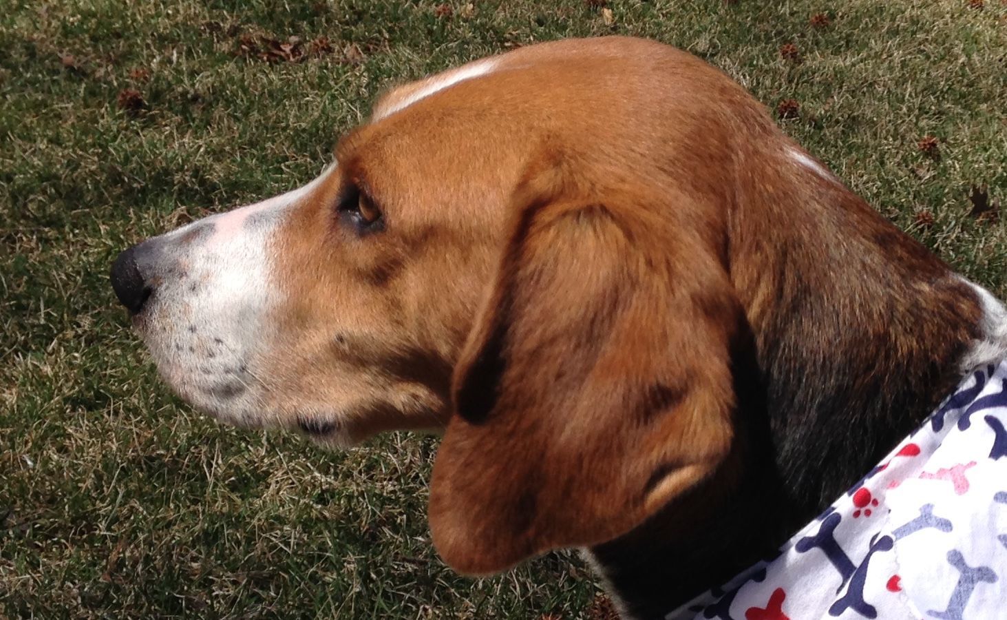 Odie